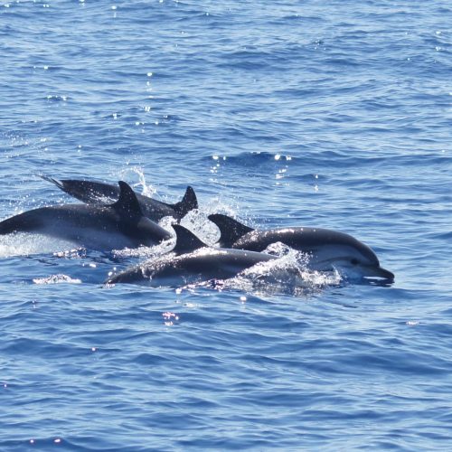 Dauphins bleus et blancs