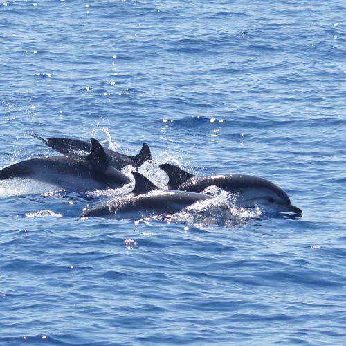 Dauphins bleus et blancs