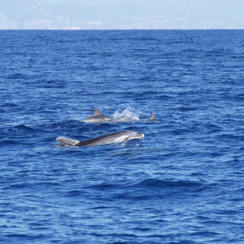 Grands dauphins