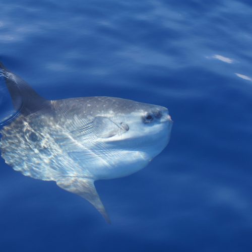 Poisson lune